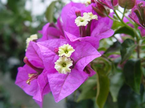 A Guide to Growing and Caring for Sorbet Bougainvillea